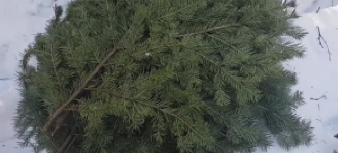 Как правильно запаривать пихтовый веник